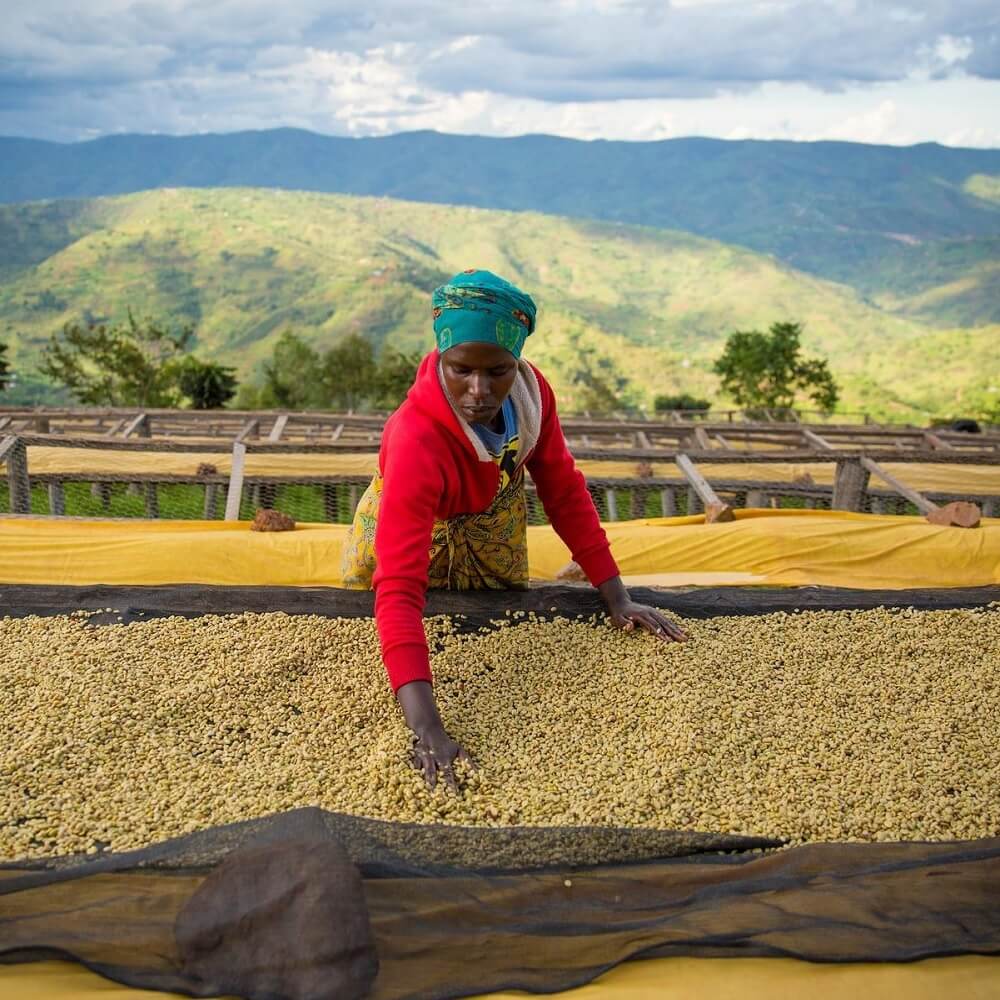 Rwanda Gihanga: Čo genocída rozdelila, káva spojila