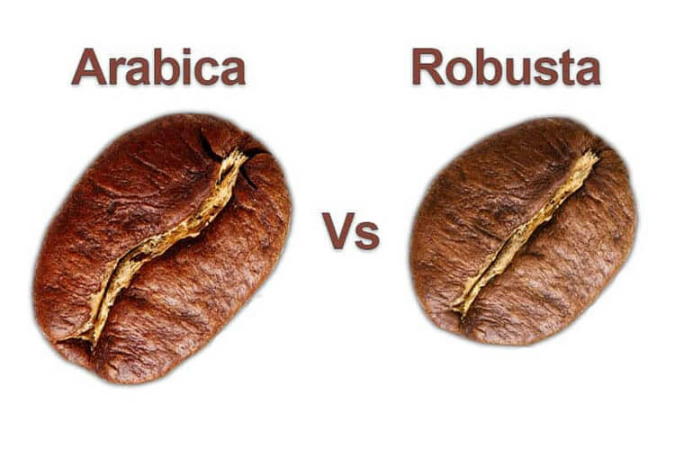 Zrnko kávy odrody Arabika a Robusta