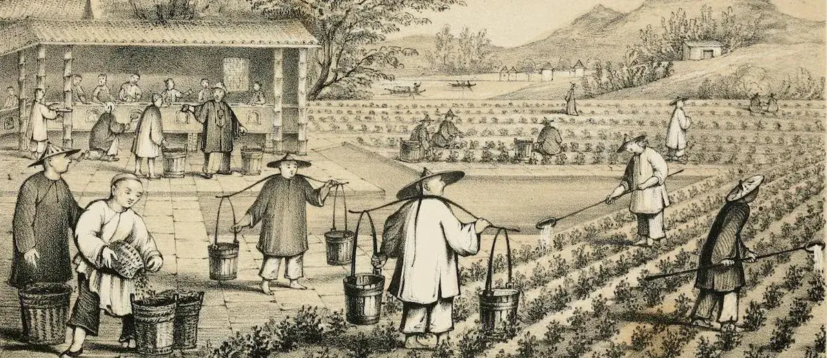 history-of-tea-banner-jpeg