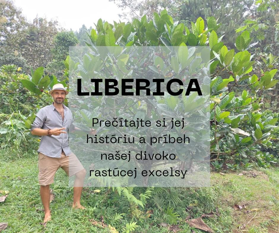 Liberica – excelsa: Káva, akú ste pravdepodobne ešte nepili!