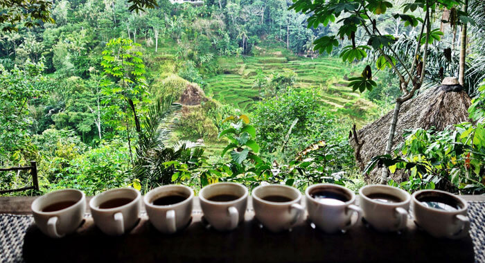 Bali a káva