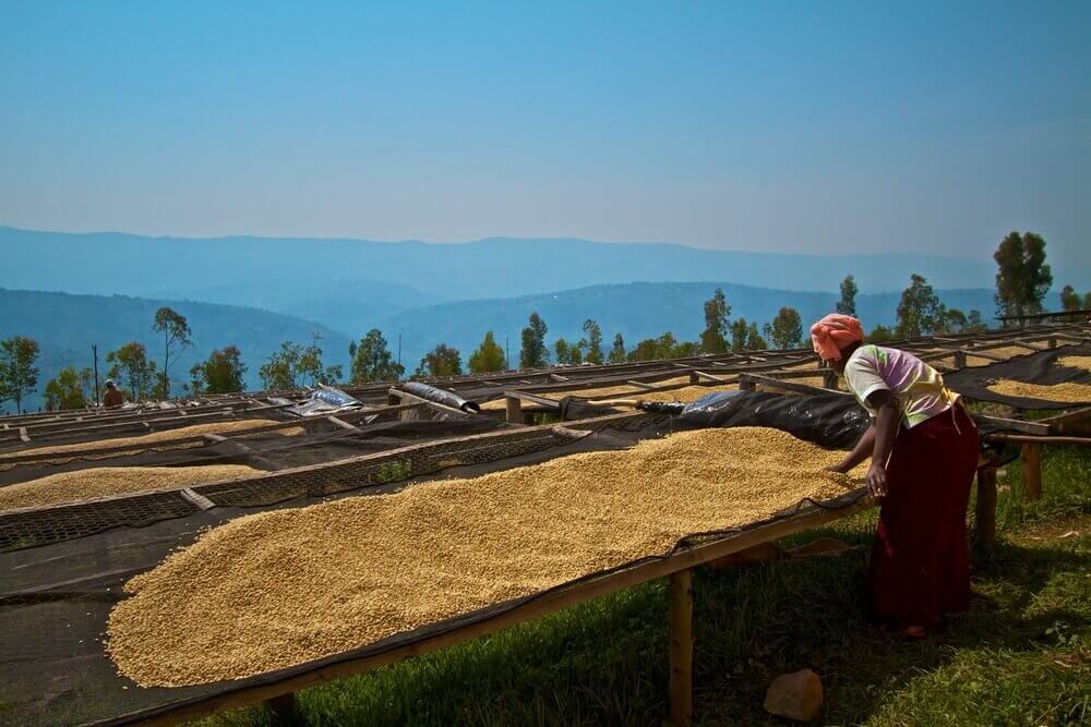 Rwanda a káva