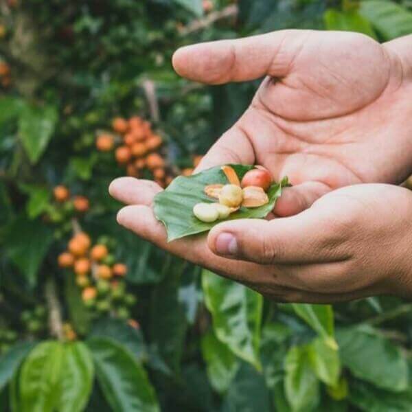 Pink Bourbon: Nový miláčik vo svete specialty coffee?