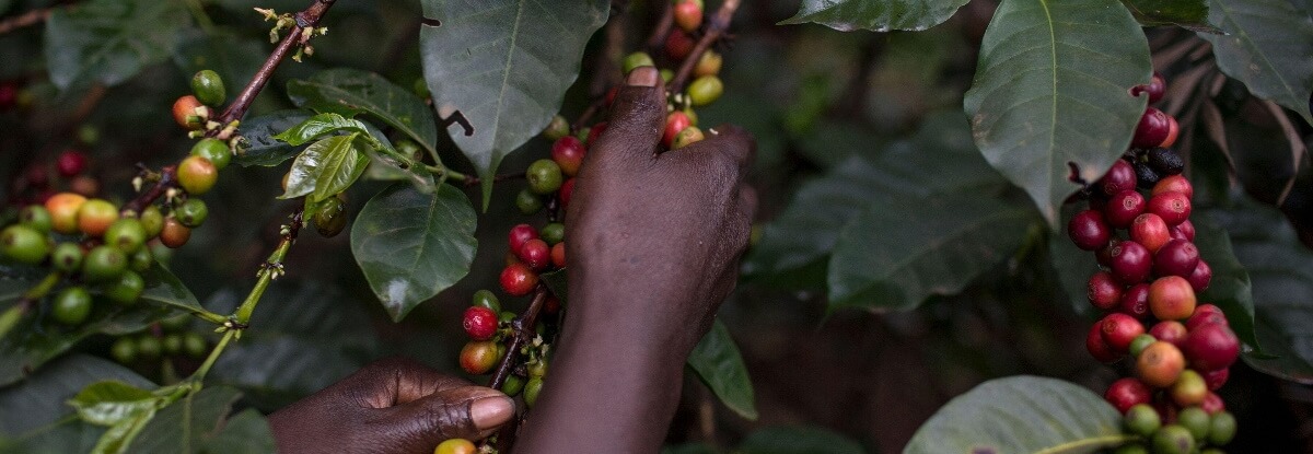 Skúmanie populárnych odrôd kenskej kávy: SL-28 a SL-34
