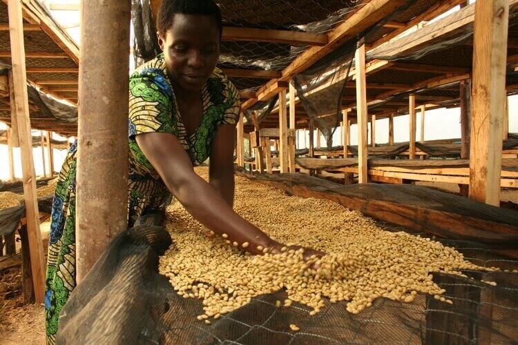 Spolu s vami posielame peniaze ugandským kávovým farmárom. Koľko a prečo?