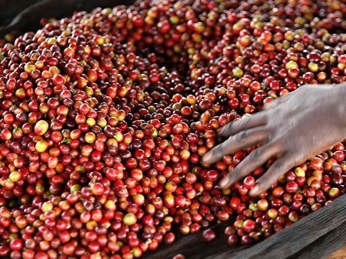 Káva - Kenya Kiangombe - tmavé praženie