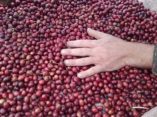 Káva - Brazil Santa Cruz - svetlé praženie (200 g, zrnková káva)