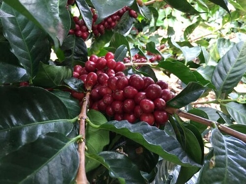 Nicaragua La Aurora - svetlé praženie (200 g, zrnková káva)